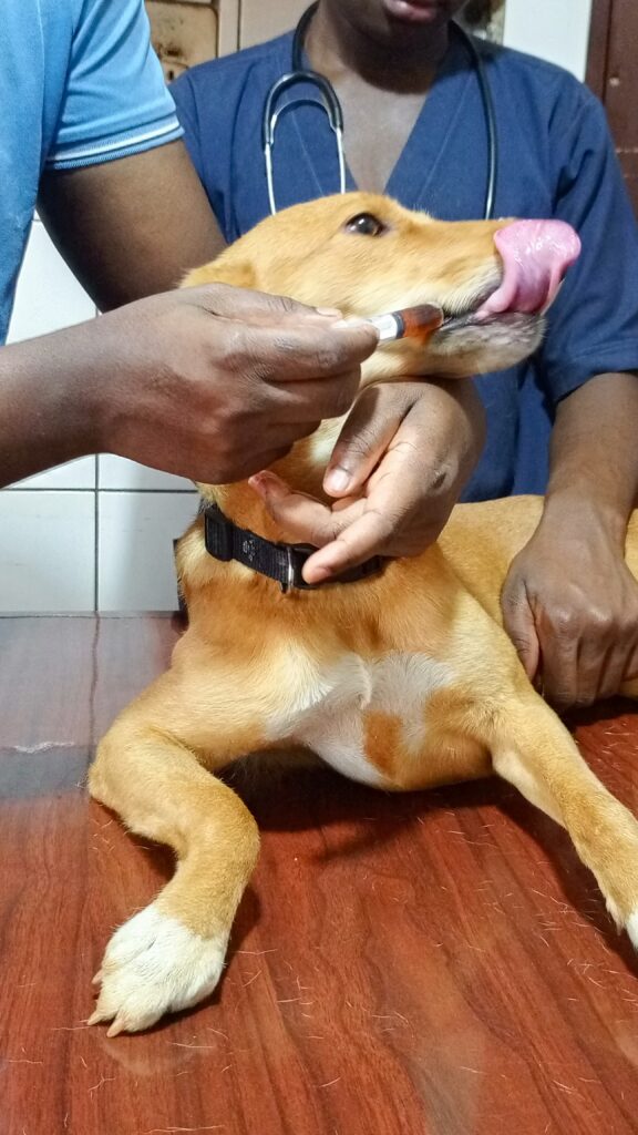 A veterinarian giving a dog in Kampala at Superior Animal Clinic the best dog dewormer in Kampala, Uganda