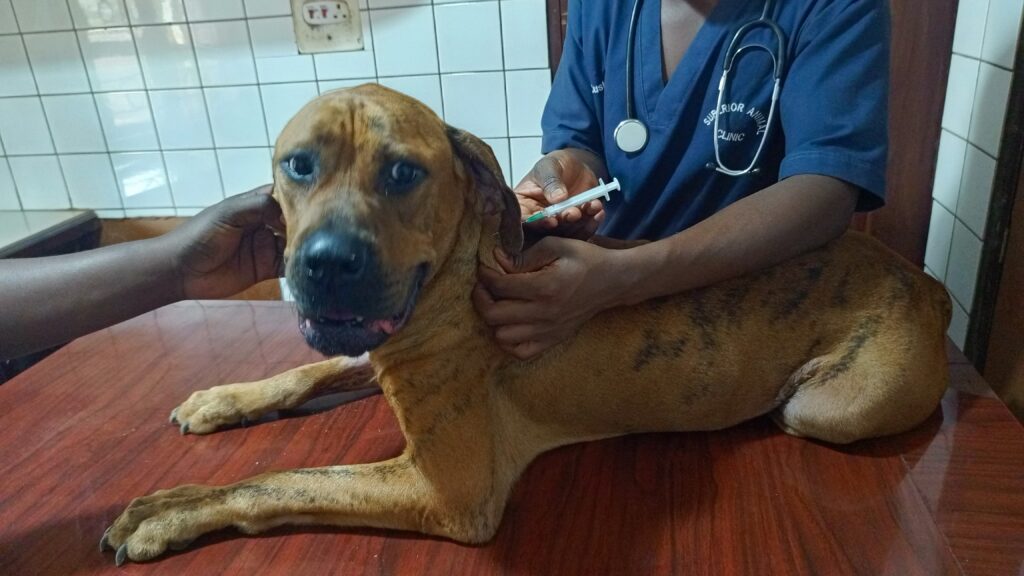 A veterinarian giving a dog in Kampala at Superior Animal Clinic the best dog dewormer injection in Kampala, Uganda