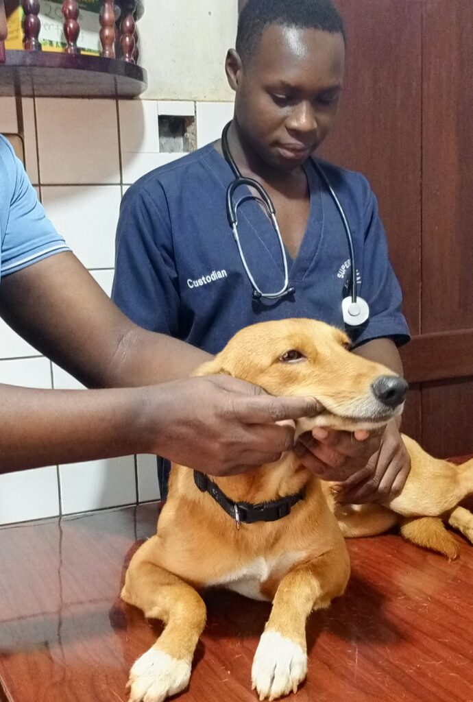 A veterinarian giving a dog in Kampala at Superior Animal Clinic the best dog dewormer tablet in Kampala, Uganda