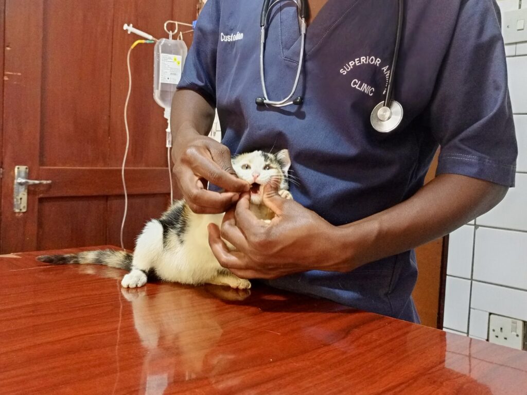 A veterinarian giving a cat deworming tablet in Kampala Uganda