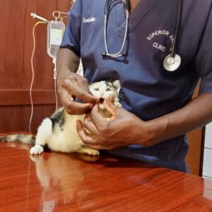 A veterinarian giving a cat deworming tablet in Kampala Uganda