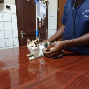 Best cat Checkup in Kampala Uganda
