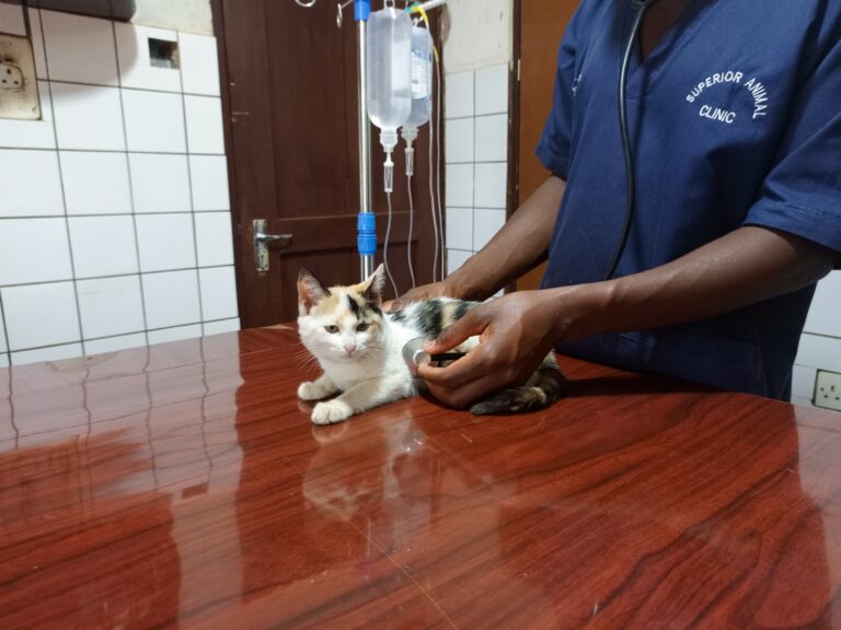 Best cat Checkup in Kampala Uganda