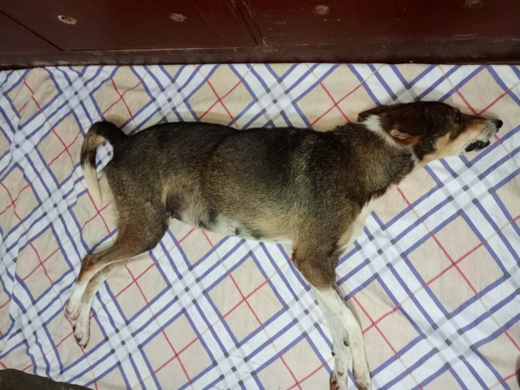 Best Dog Euthanasia services in Kampala, Uganda by the best veterinarian