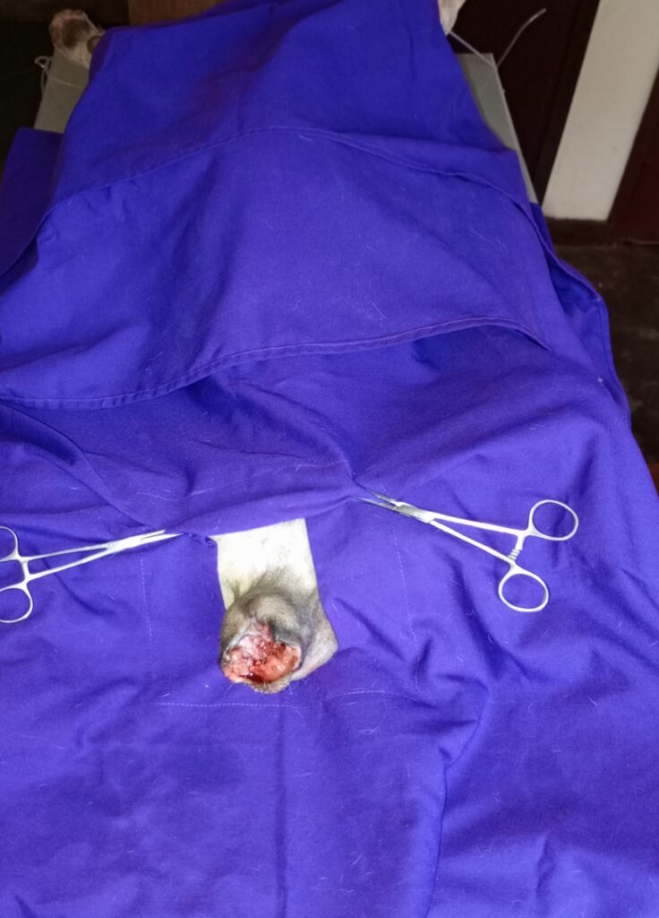Best Dog TVT surgery in Uganda at Superior Animal Clinic