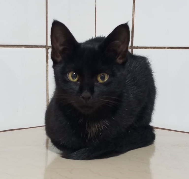 Best cat specialist in Kampala, Uganda treating a black cat