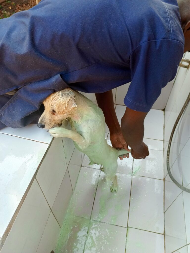 Best medicated dog wash in Kampala, Uganda at Superior Animal Clinic