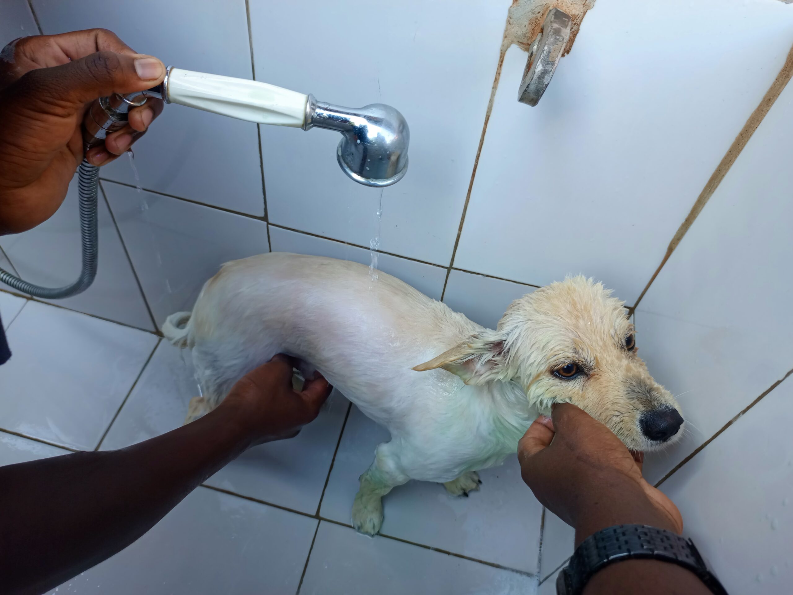 Best dog wash at Superior Animal Clinic in Kampala, Uganda
