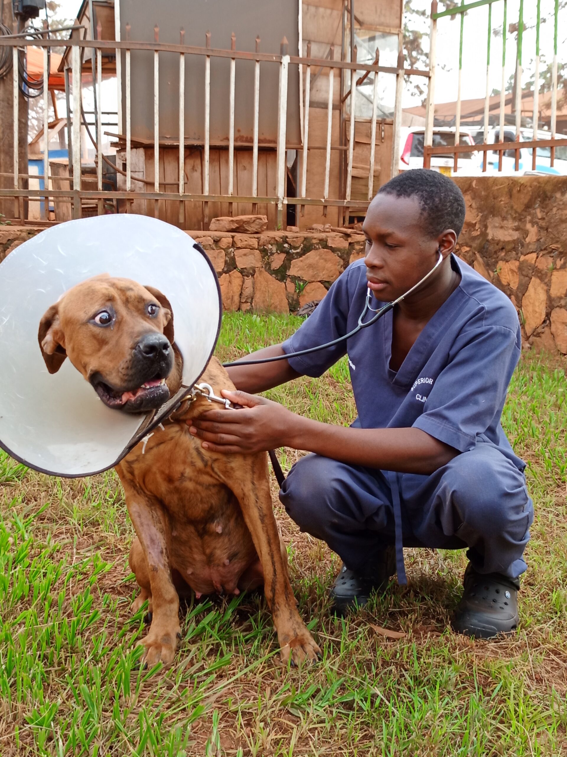 Best house call vet in Kampala, Uganda at Superior Animal Clinic