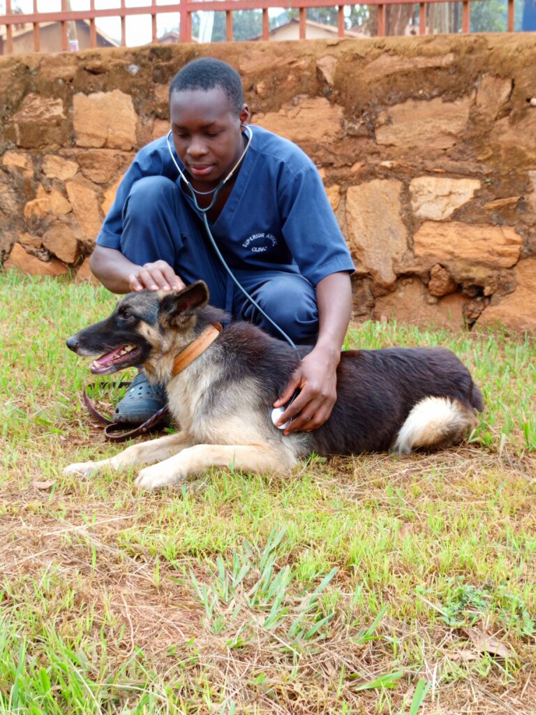 Best mobile veterinary doctor in Kampala, Uganda at Superior Animal clinic