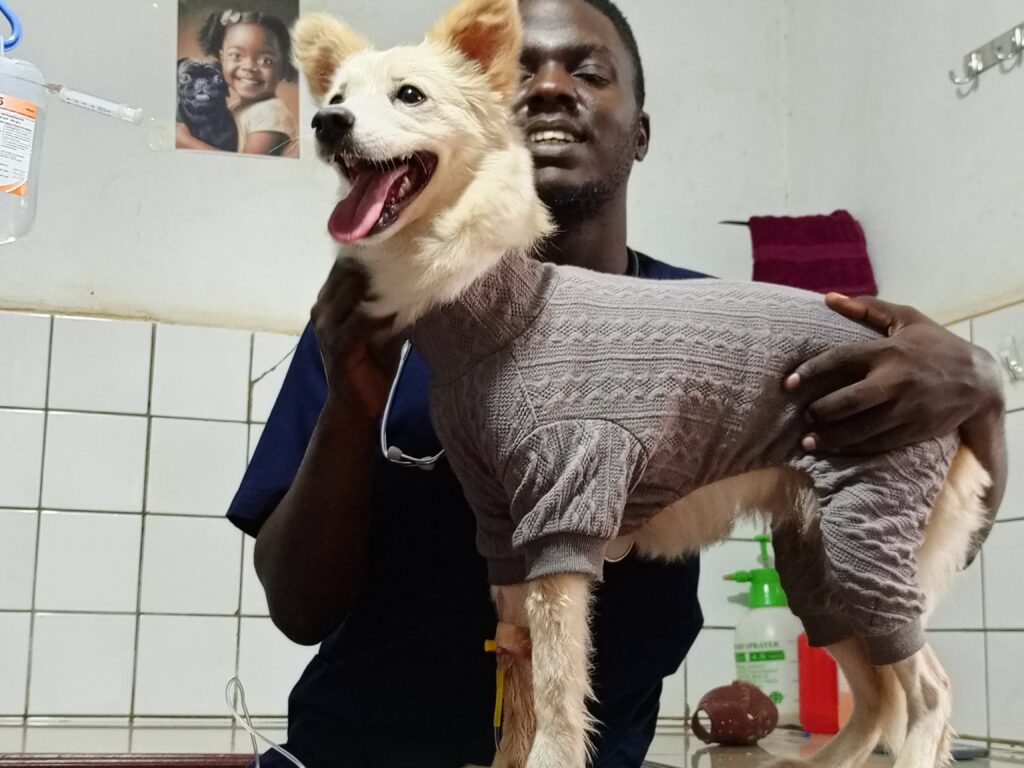 Best puppy doctor in Kampala giving a puppy shots