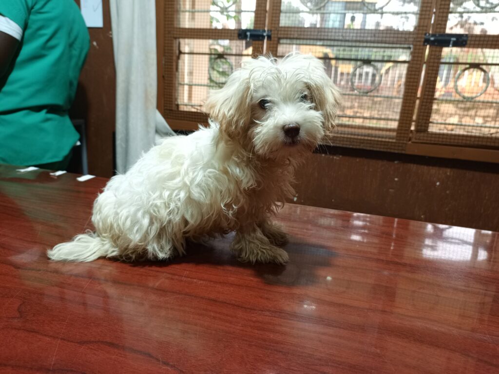 Best puppy vaccine in Uganda at Superior Animal Clinic