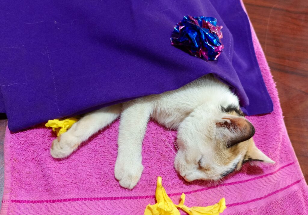 Cat Euthanized in Kampala, Uganda at Superior Animal Clinic