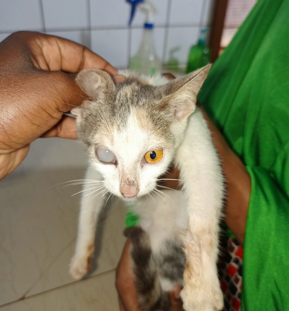 Cat get the best treatment for the eyes from cat specialist at Superior Animal Clinic in Uganda, Kampala