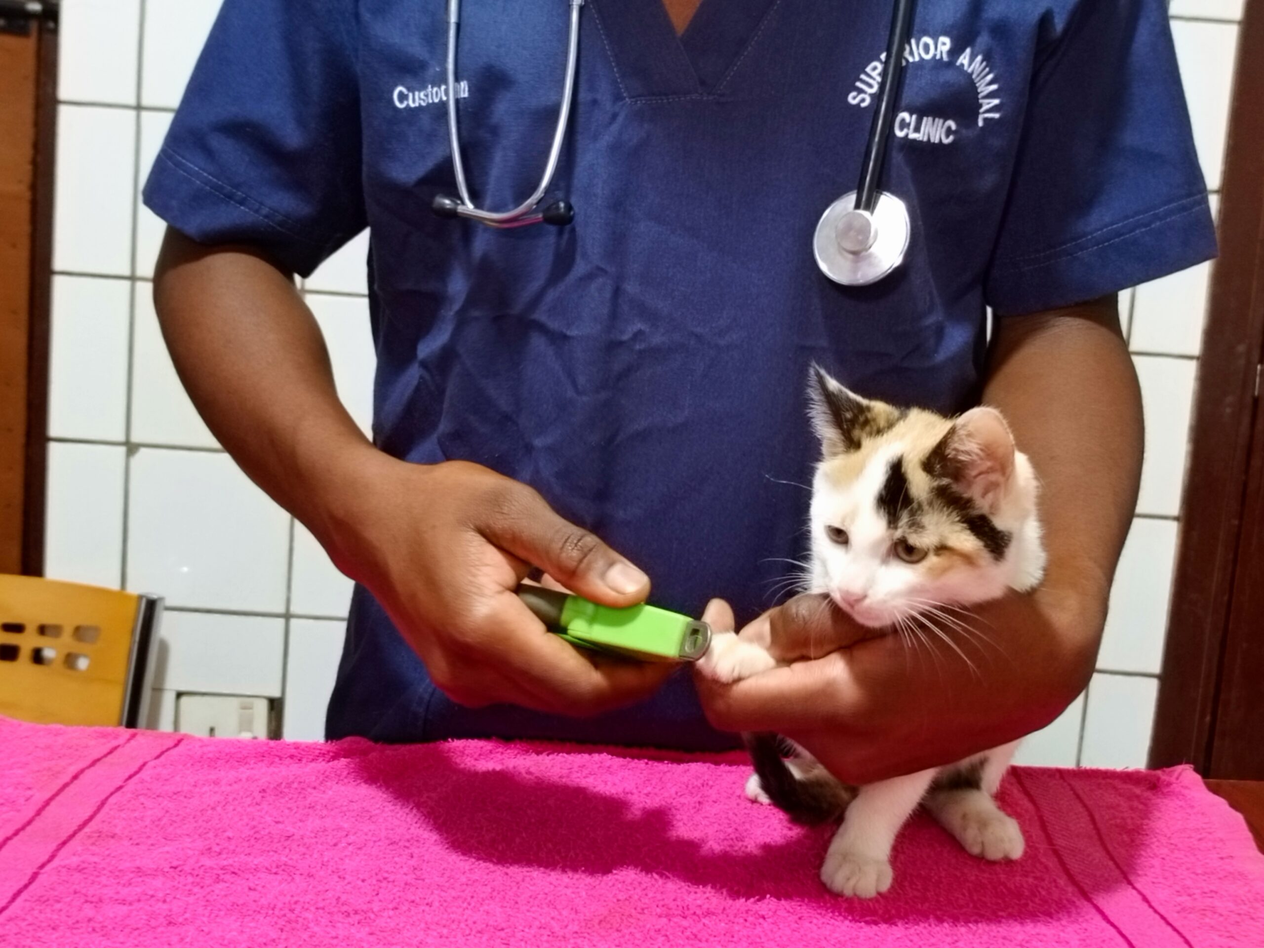 Cat nail trimming in Kampala, Uganda at Superior Animal Clinic