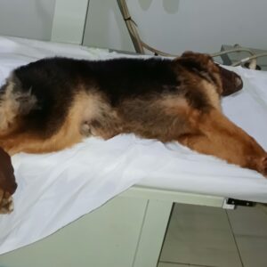 Dog Euthanized in Kampala, Uganda at Superior Animal Clinic