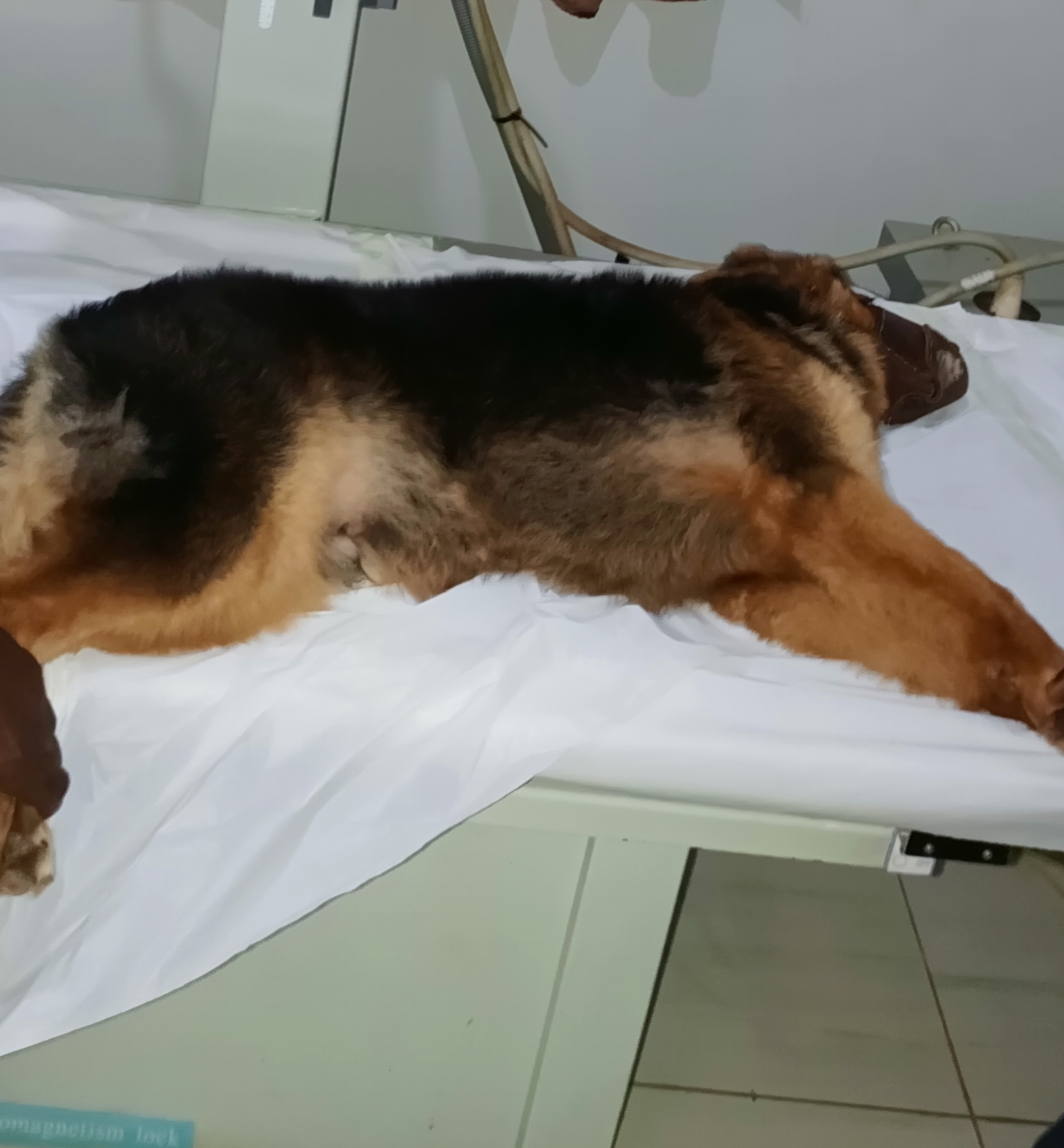 Dog Euthanized in Kampala, Uganda at Superior Animal Clinic