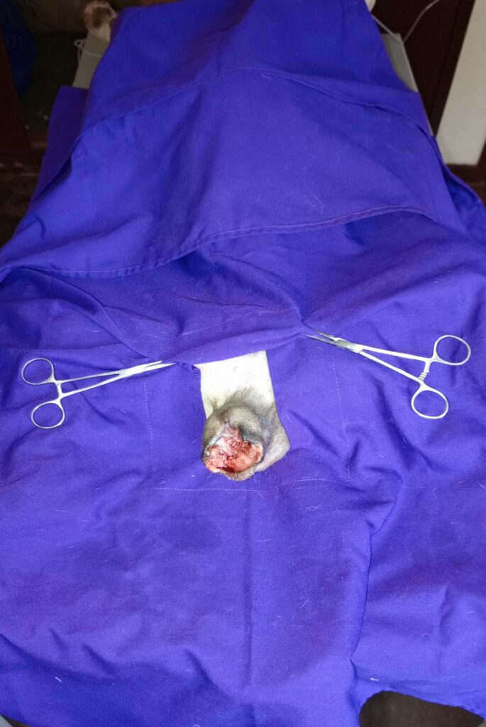 Dog TVT receiving chemotherapy treatment at Superior Animal Clinic in Kampala, Uganda