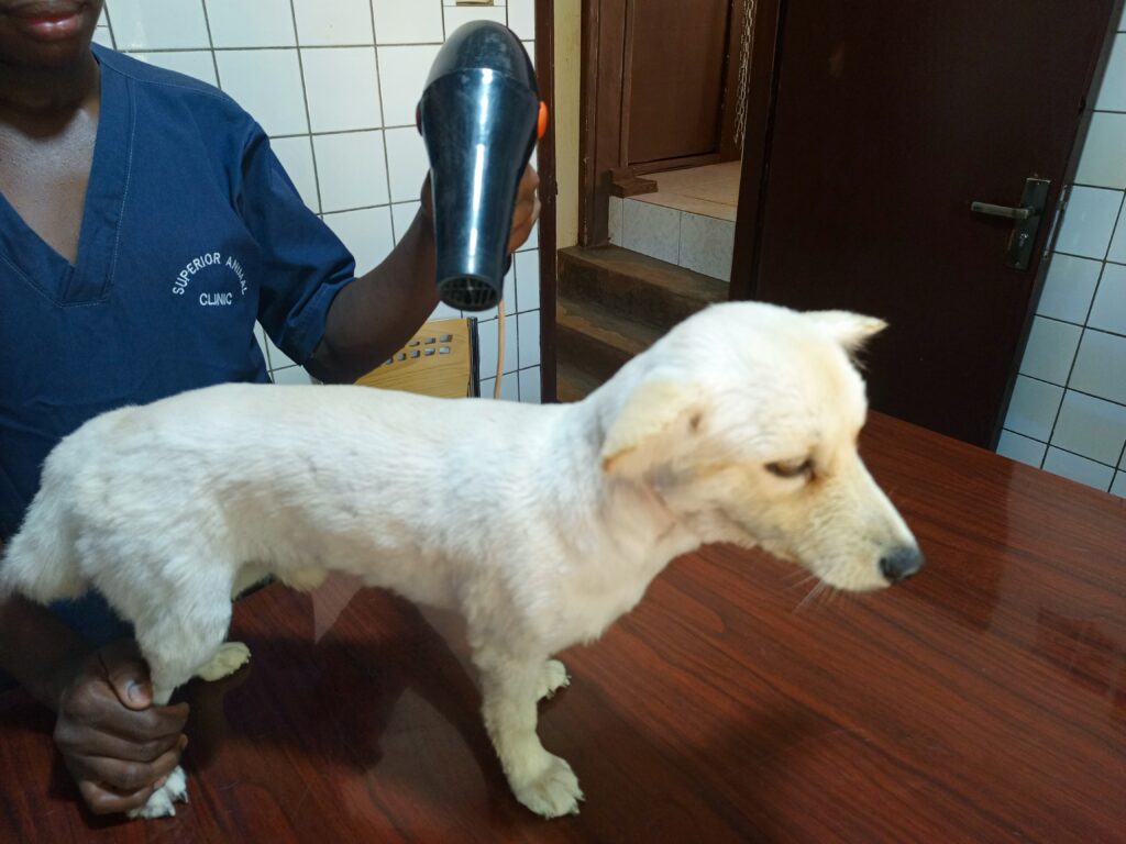 Dog blow drying after bathing at Superior Animal Clinic