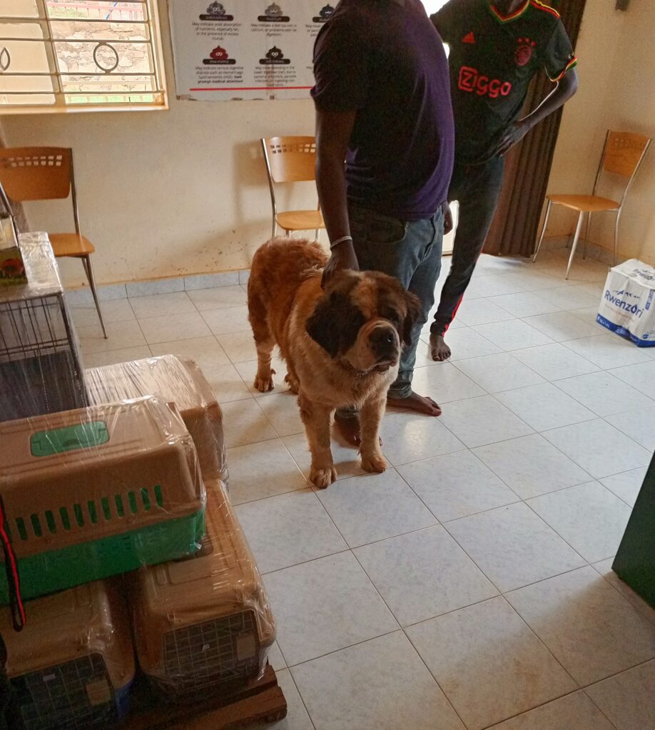 Dog brought at Superior Animal Clinic for rabies vaccination in Kampala