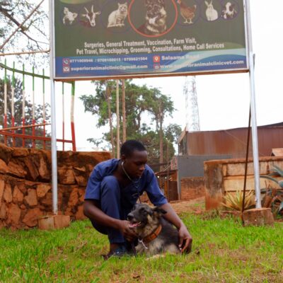 Dog checkup in Kampala, Uganda at Superior Animal Clinic