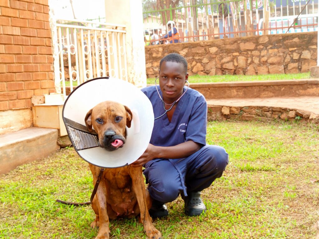 Dog checkup in Uganda by vet at Superior Animal Clinic