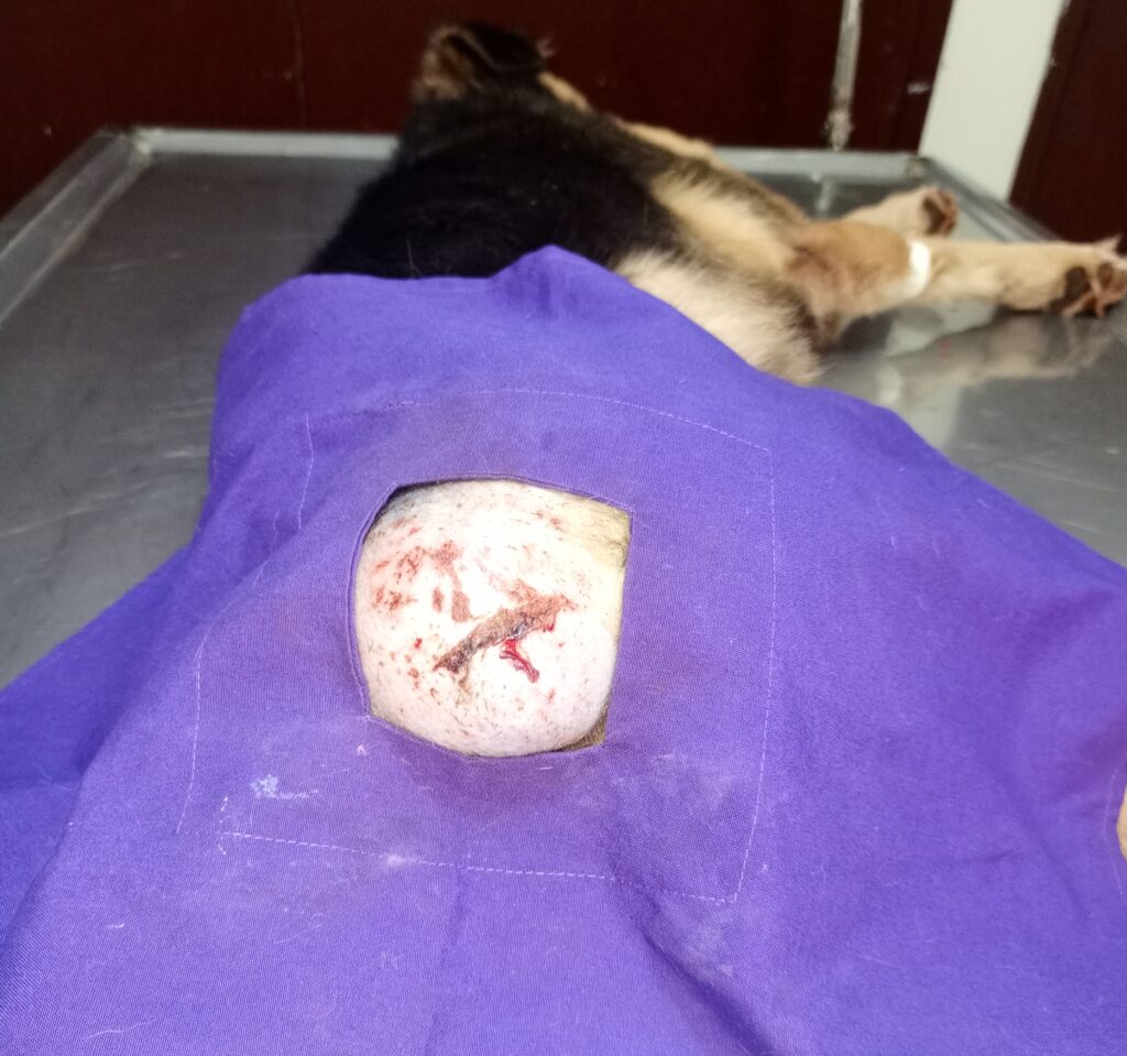 Dog getting hip tumor removal at Superior Animal Clinic, Kampala, Uganda
