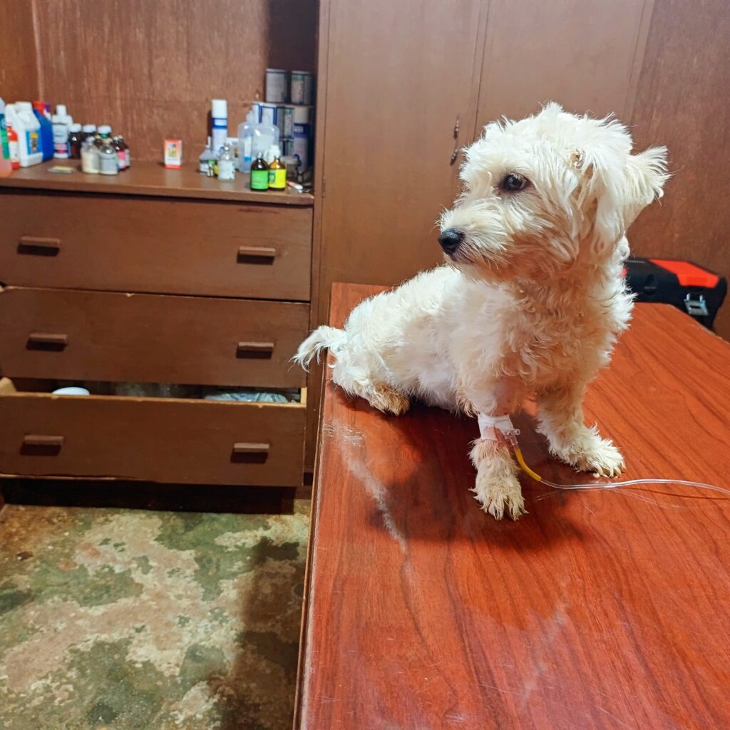 Dog receiving best treatment at Superior Animal Clinic, Kampala, Uganda