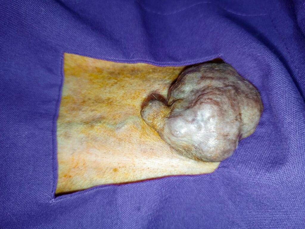 Dog receiving breast cancer treatment at Superior Animal Clinic in Kampala, Uganda