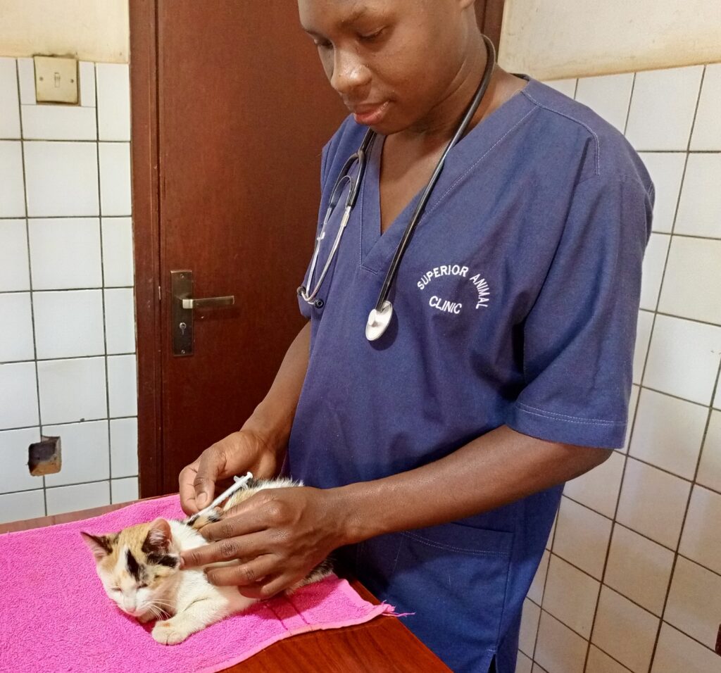 Emergency vet in Kampala treating a cat at Superior Animal Clinic