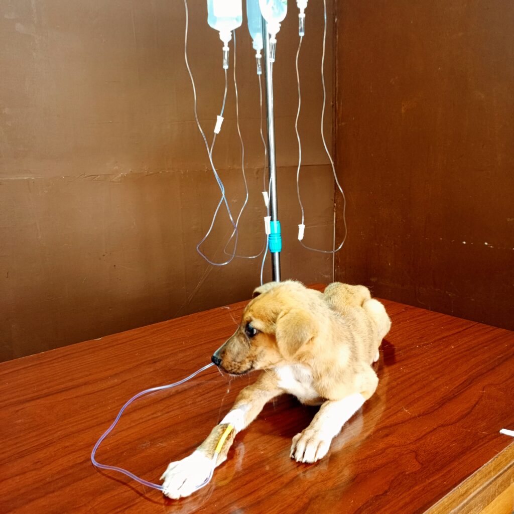 Dog getting IV drips at Superior Animal Clinic, Kampala, Uganda