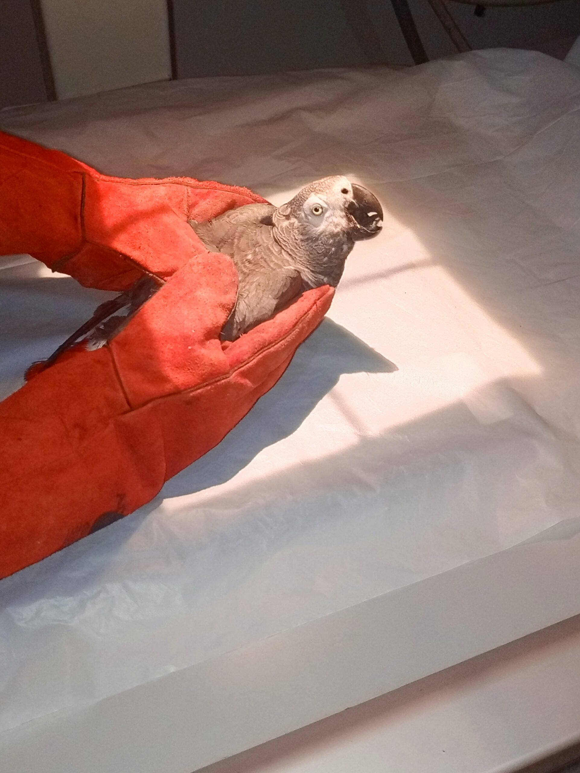 Parrot doctor at Superior Animal Clinic in Kampala