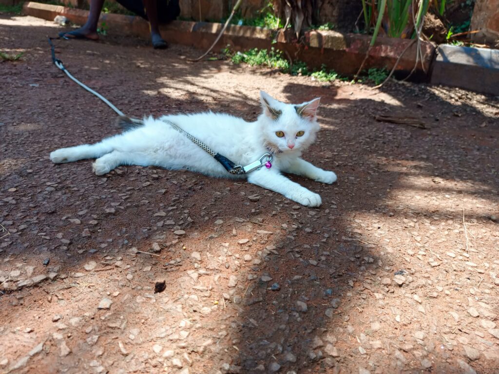 Persian cat at Superior Animal Clinic in Kampala