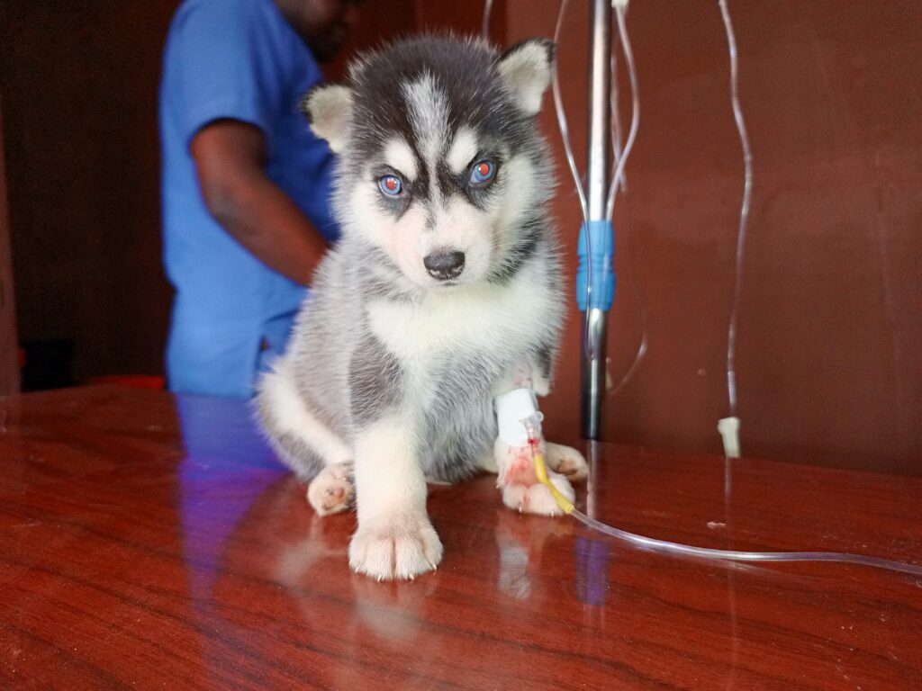 Puppy receiving best parvo treatment at Superior Animal Clinic, Kampala, Uganda