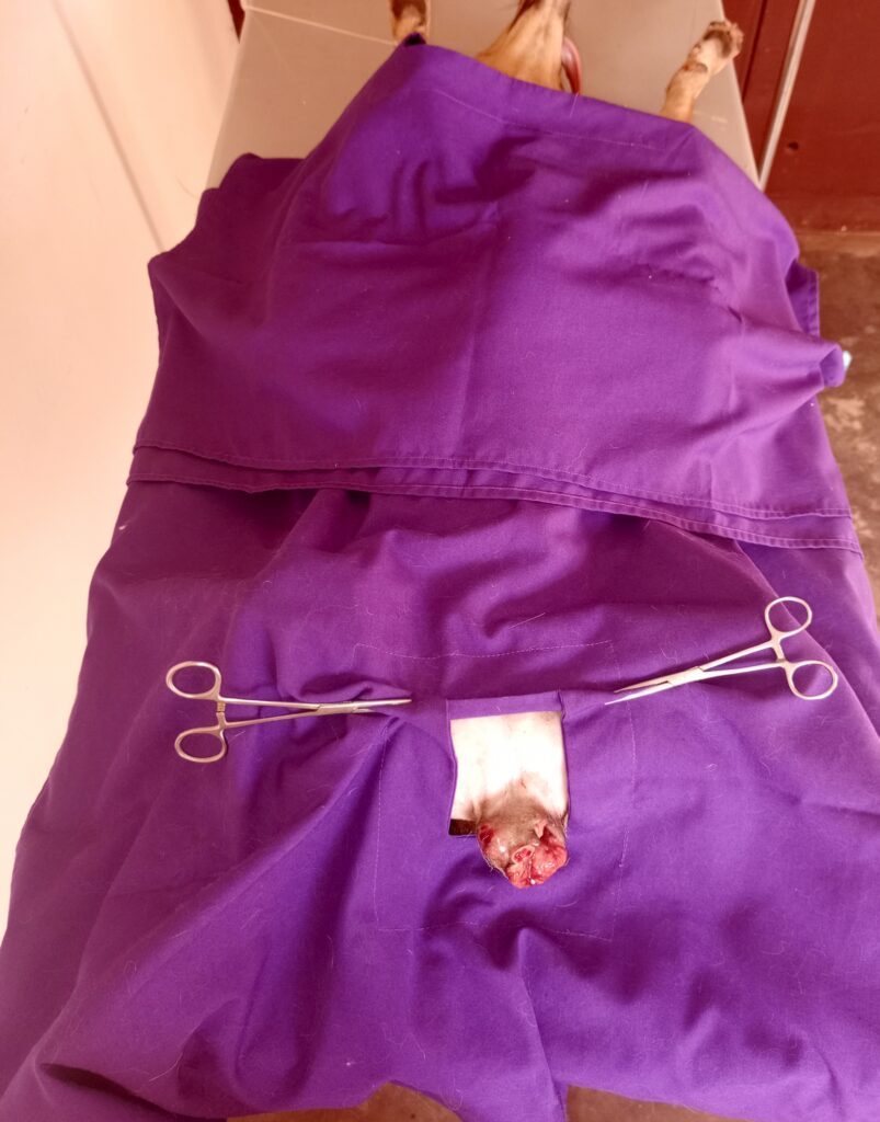 TVT surgery in Dog at Superior Animal Clinic, Kampala, Uganda