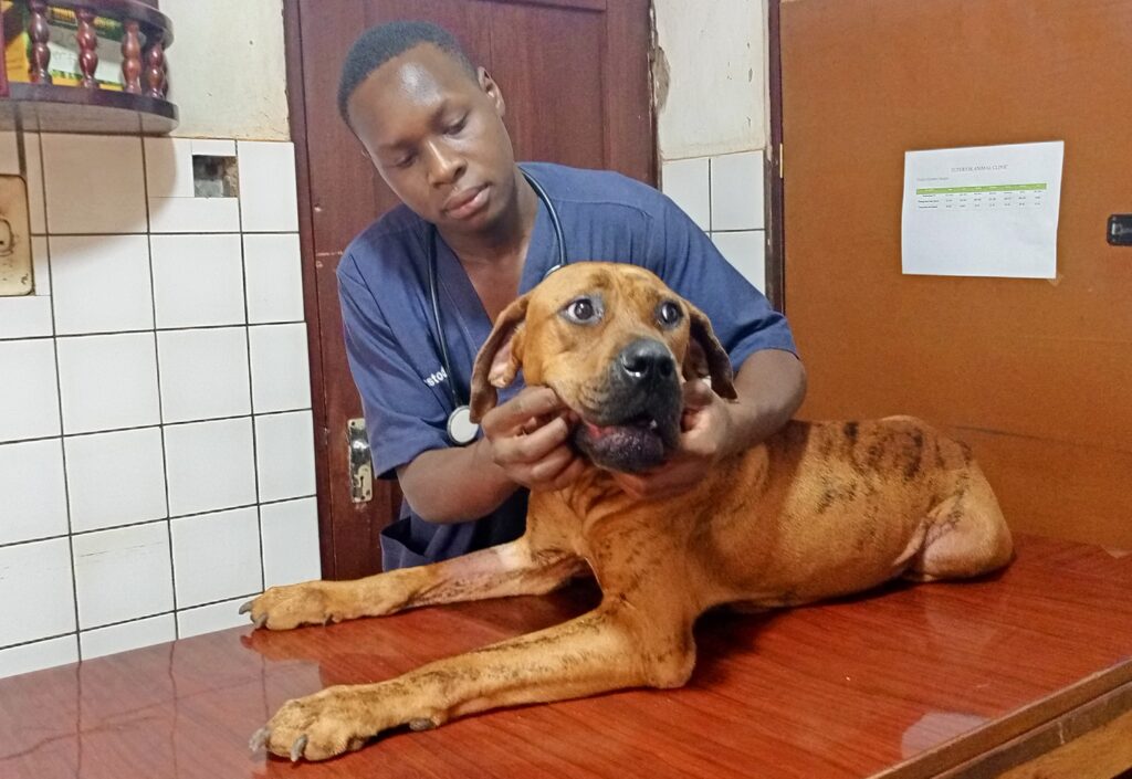 The best vet deworming a dog at a veterinary clinic (Superior Animal Clinic) in Uganda