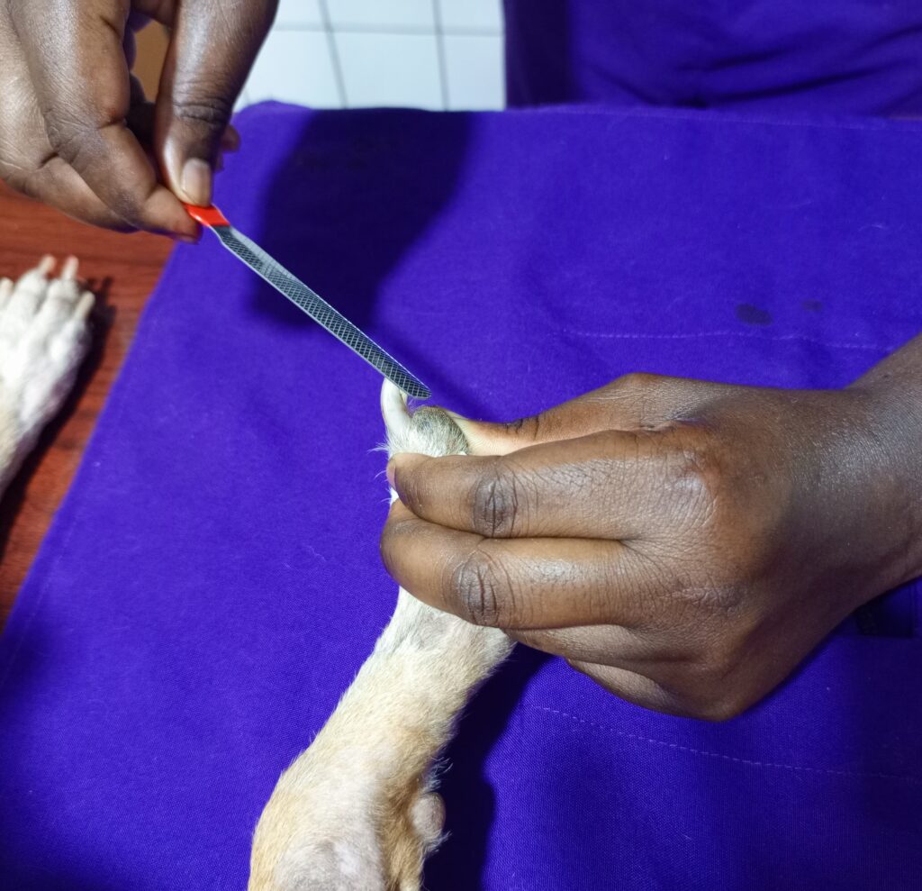 The best vet in Uganda filing the dog's nail's at Superior Animal Clinic