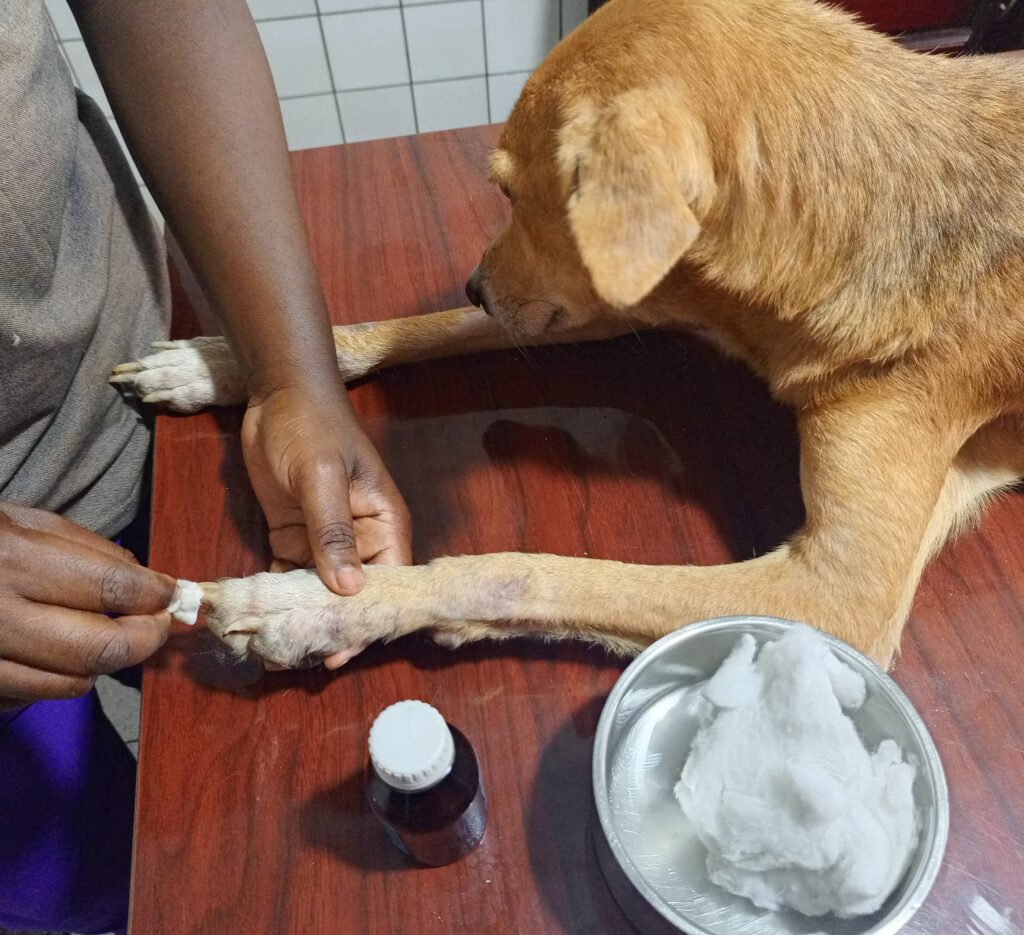 The best vet in Uganda preparing a dog for nail trimming at Superior Animal Clinic