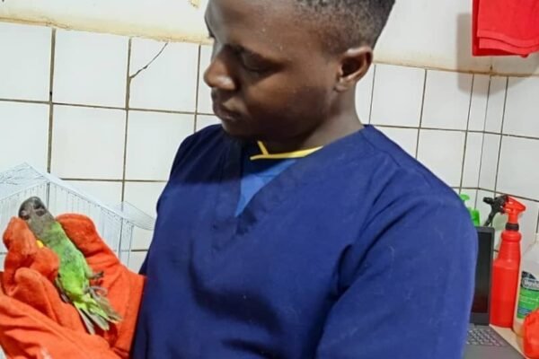 Vet examining a parrot at Superior Animal Clinic in Kampal, Uganda