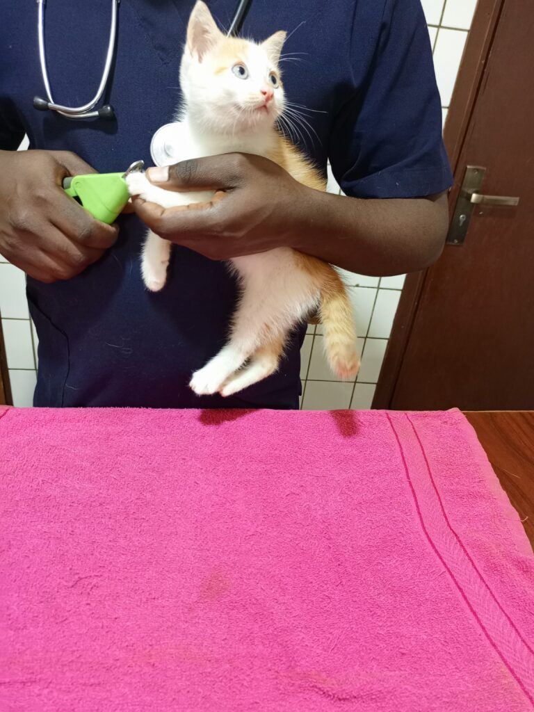 veterinary doctor cutting cat's nails at Superior Animal Clinic
