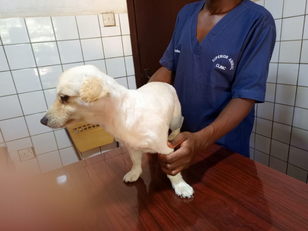 puppy at the best puppy hospital in Kampala, Uganda