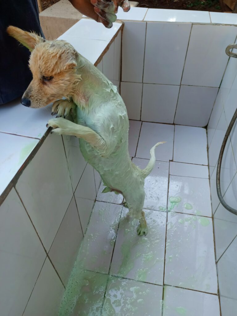 using the best dog shampoo in Kampala to wash a dog at Superior Animal Clinic