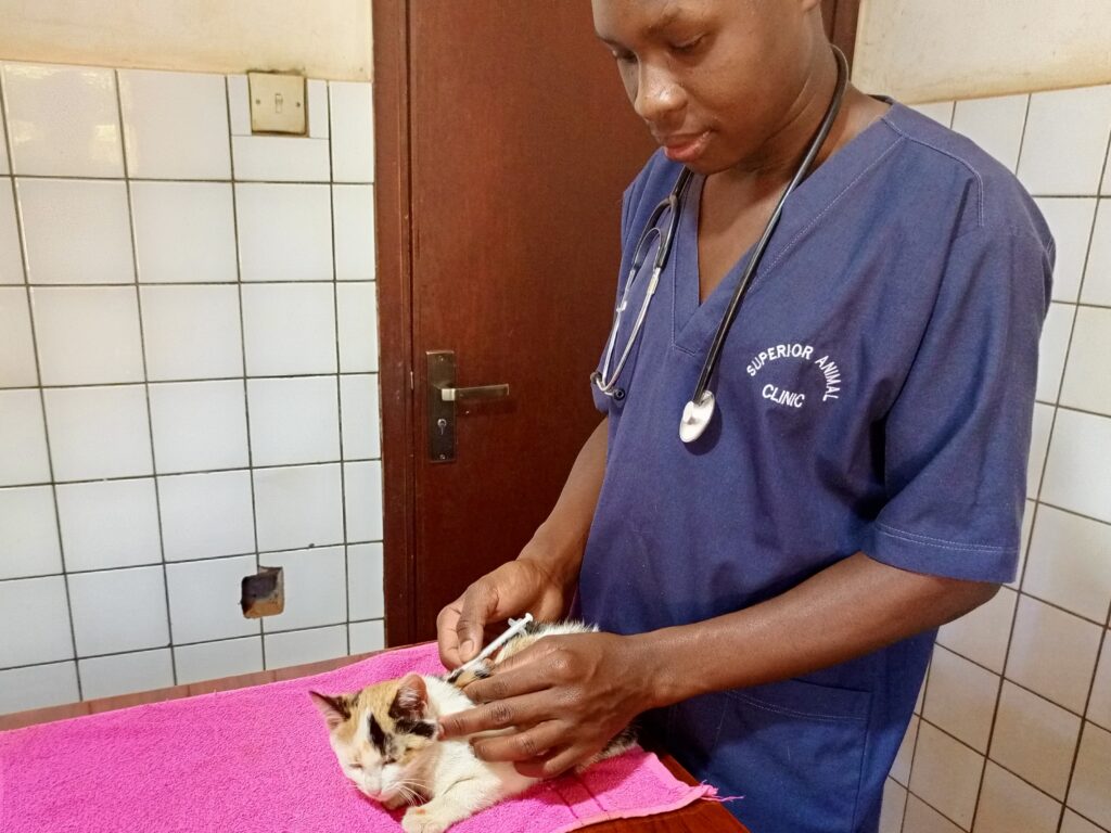 the best cat veterinarian in Kampala deworming a cat
