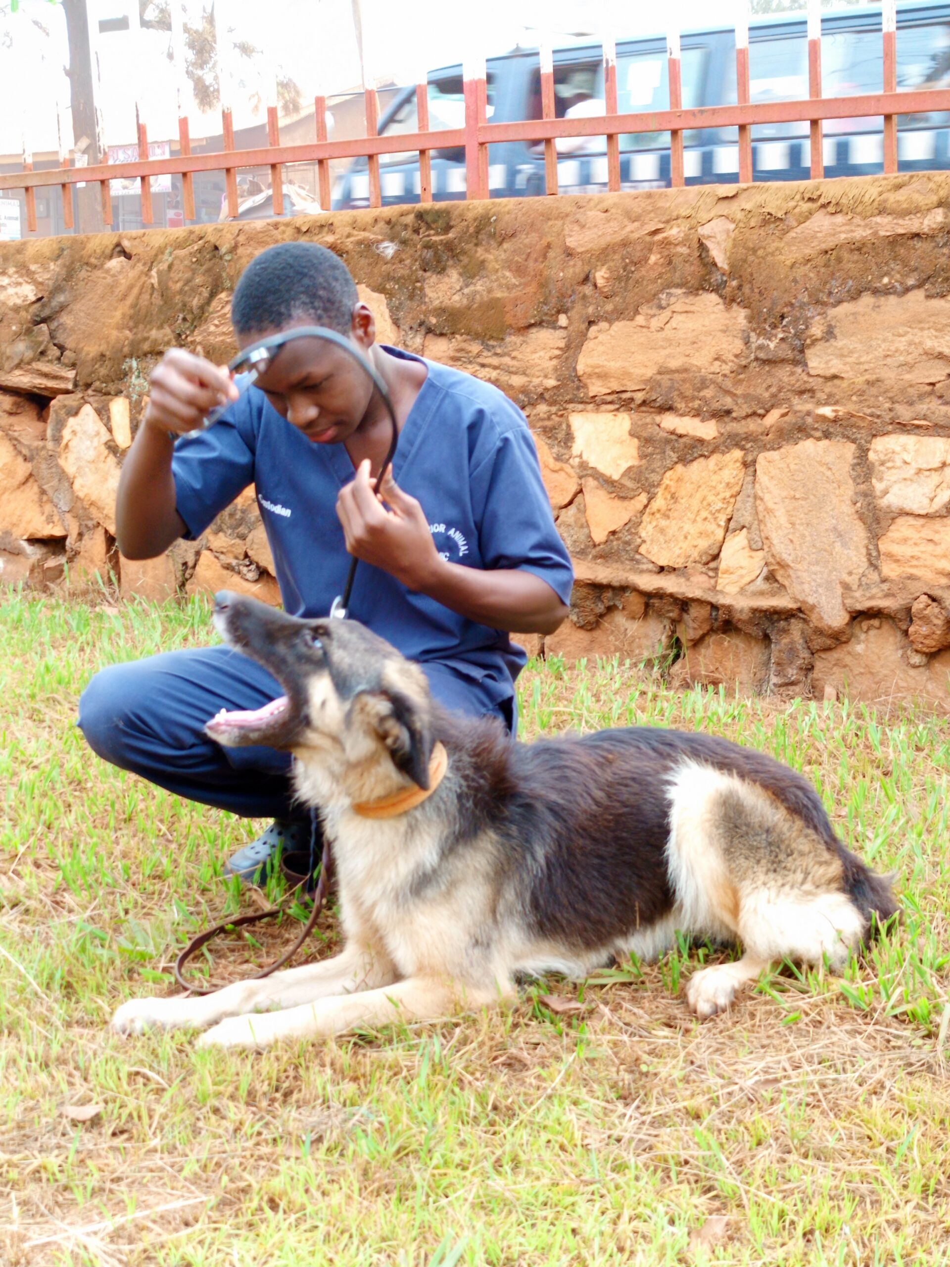 veterinarian giving rabies shot to a dog in Kampala, Uganda at Superior Animal Clinic