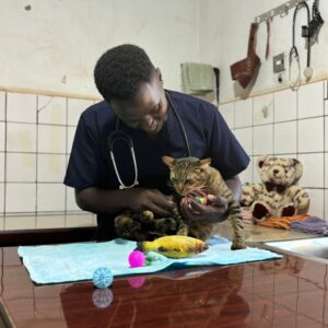 veterinary doctor for cats in Kampala, Uganda at Superior Animal Clinic,