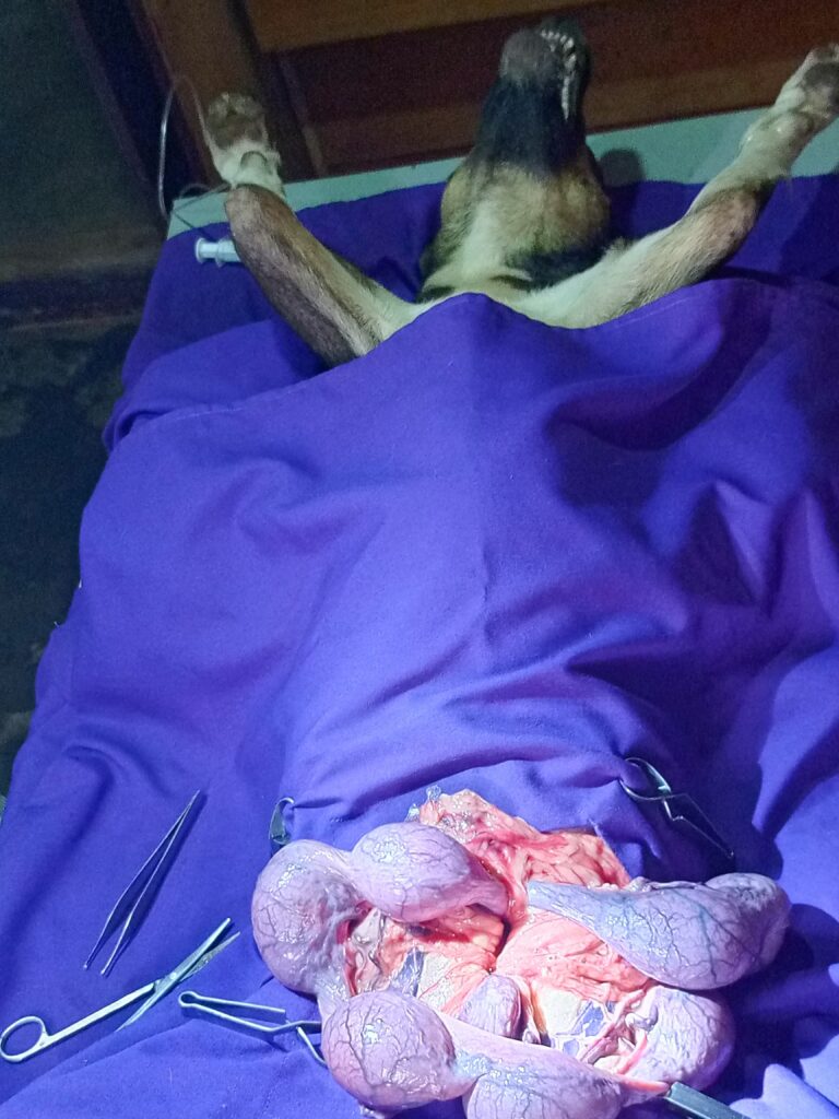 Affordable Dog C-Section Services in Kampala – Emergency & Planned Caesareans at Superior Animal Clinic