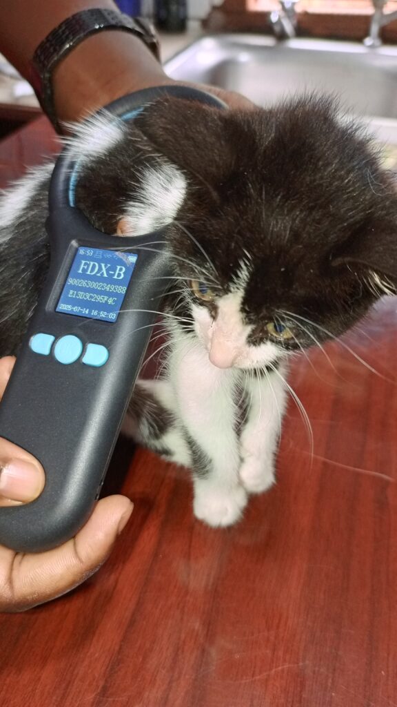 Best Cat Microchipping in Kampala, Uganda at Superior Animal Clinic