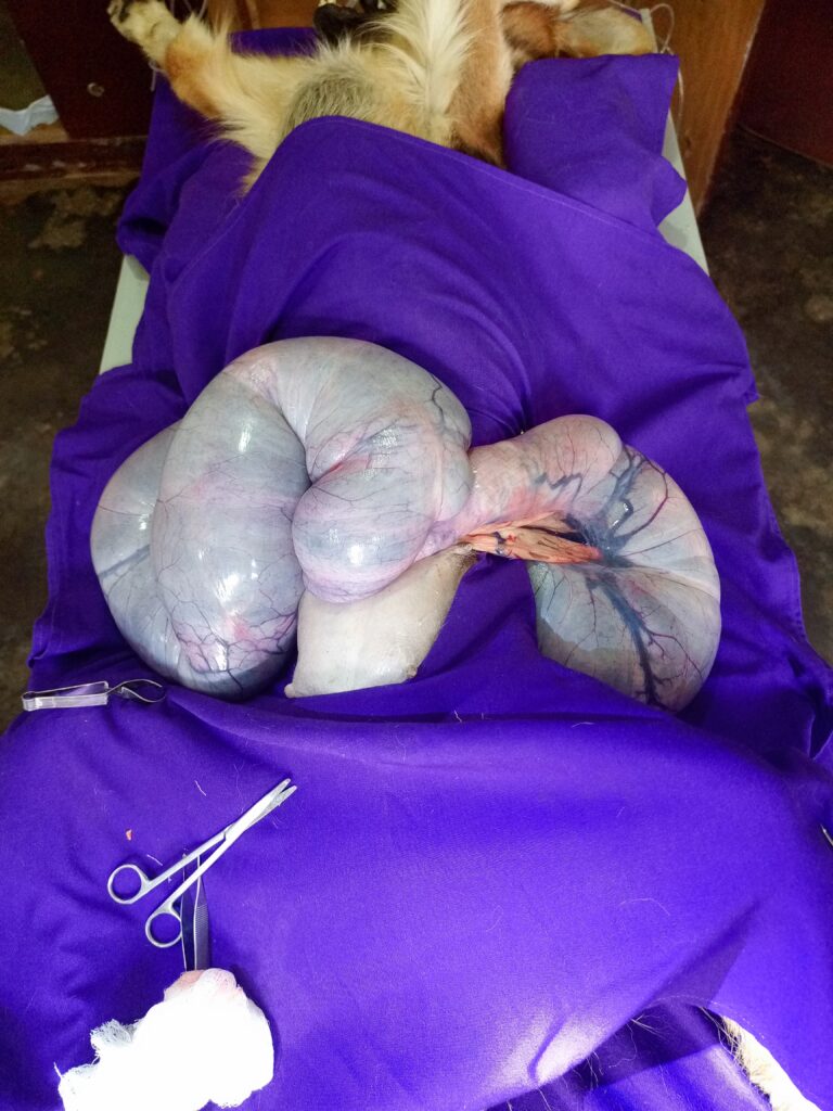 Best Vet for dog C-section near me in Kampala, at Superior Animal Clinic