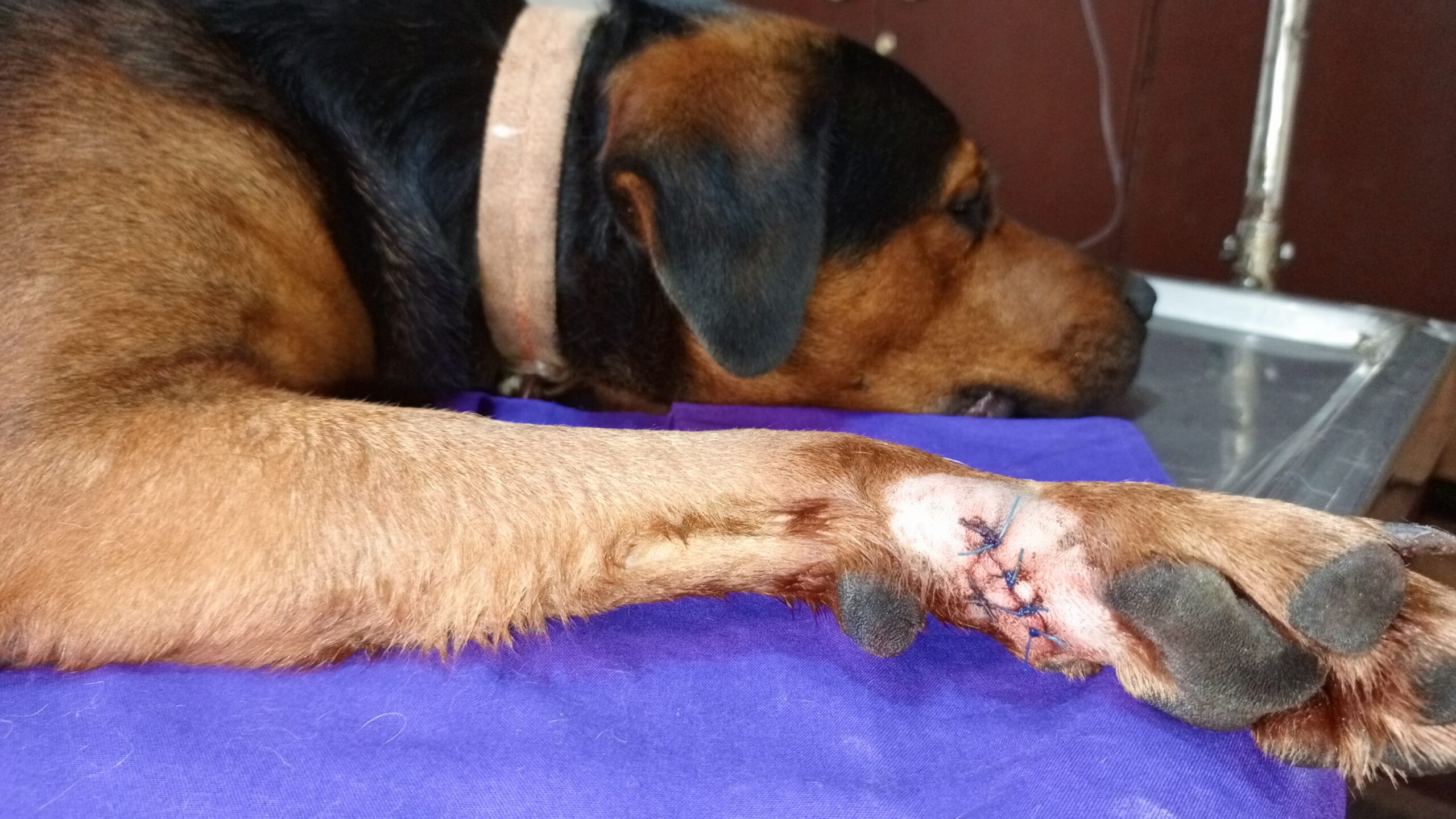 Best dog wound treatment in Kampala, Uganda at Superior Animal Clinic
