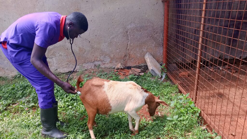 Best goat treatment in Kampala, Uganda at Superior Animal Clinic